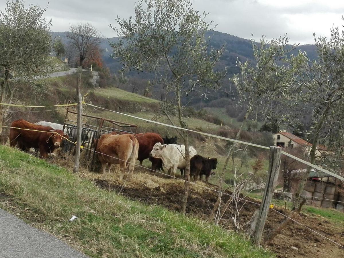 Fattoria Di Cintoia Villa Pontassieve Exteriör bild